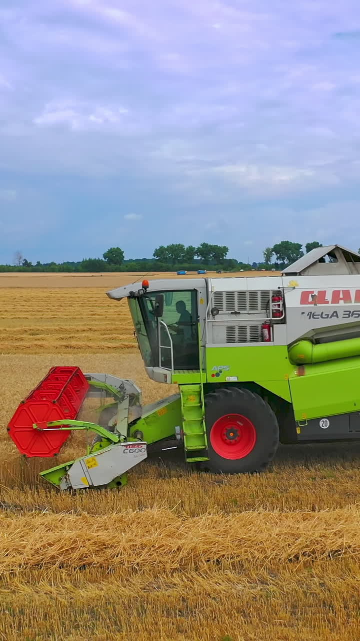 Aerial view of harvester in fields. Flying drone of harvesting gold wheat field. Vertical video