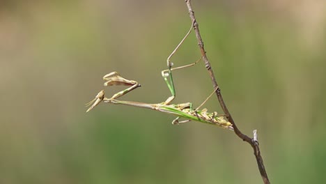 Primer-Plano-De-Una-Mantis-Religiosa-Descansando-Sobre-Un-Palo-Delgado