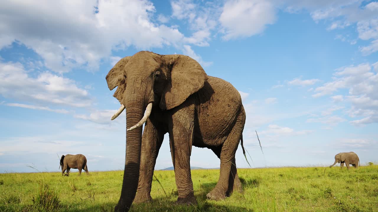 elefante africano, vida silvestre de áfrica, elefante macho grande en masai mara, kenia, toma de ángulo bajo de animales de safari alimentándose comiendo pastando en la sabana en un día de cielo azul al sol, animal peligroso