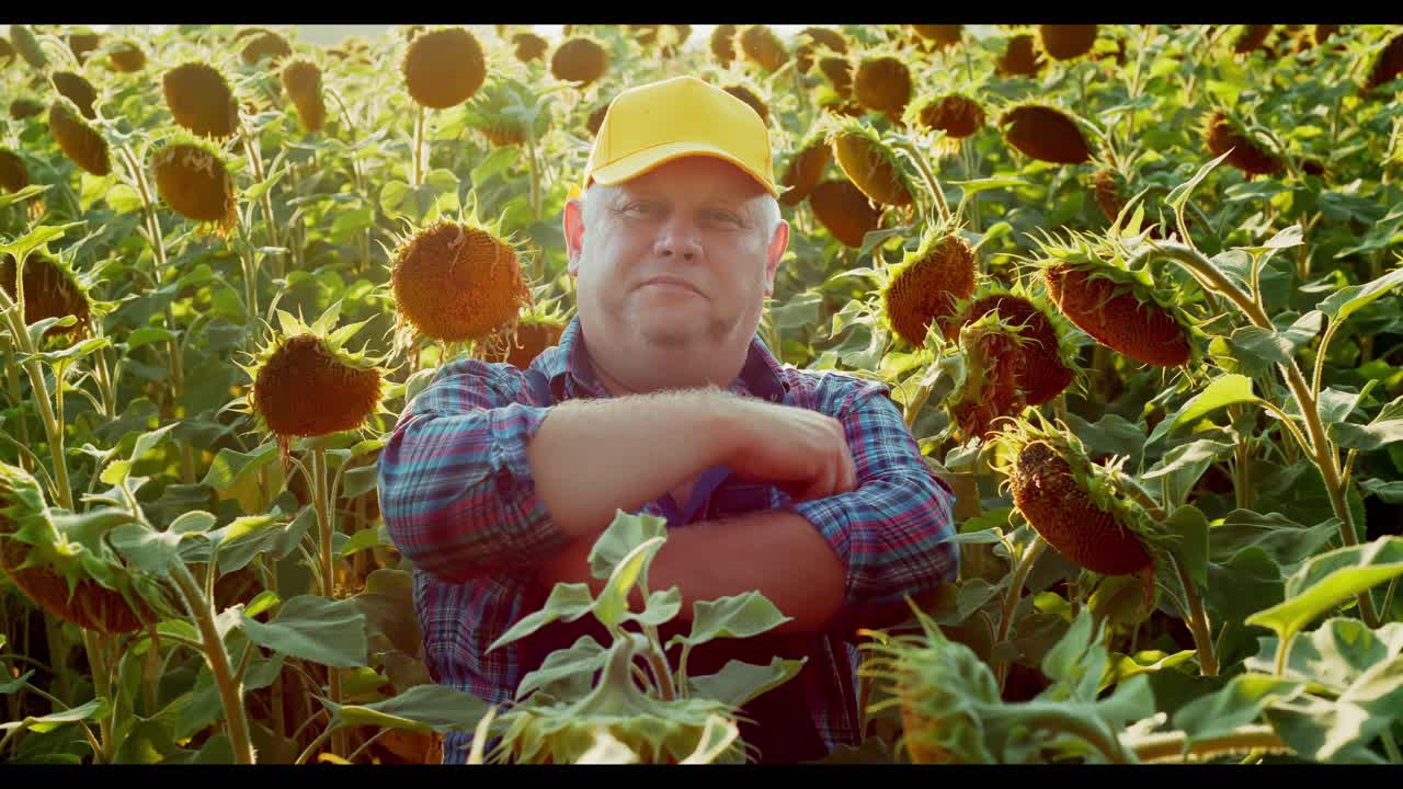 Farmer in a Sunflower Field