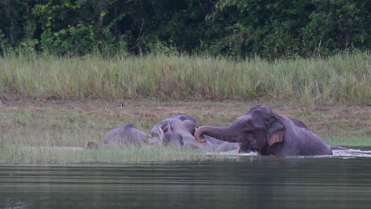 los elefantes asiáticos están en peligro y esta manada se divierte jugando y bañándose en un lago en el parque nacional khao yai
