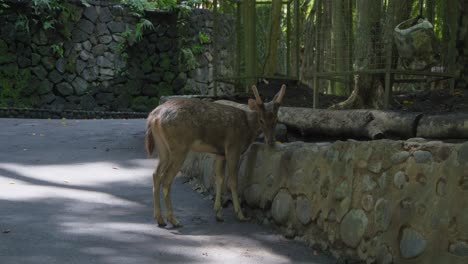 javan rusa deer standing by a concrete wall