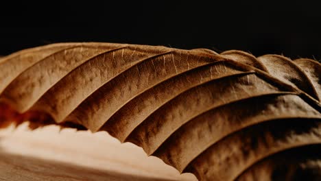 circular macro shot of dried leaf