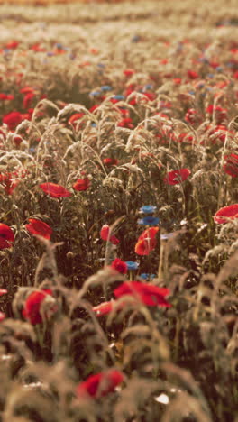 beautiful field of flowers