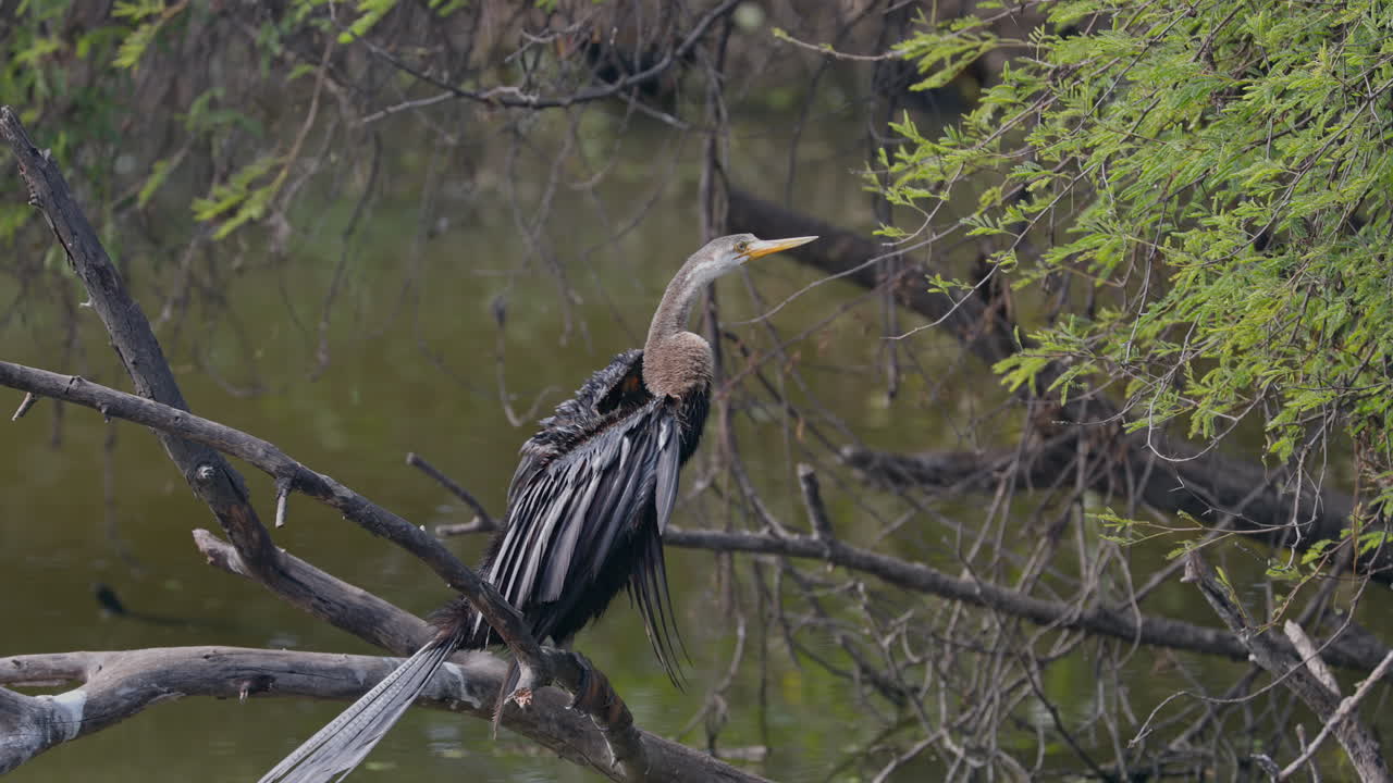 In keoladeo bird sanctuary, a snake bird sitting on the tree branch and looking for food near wetland.