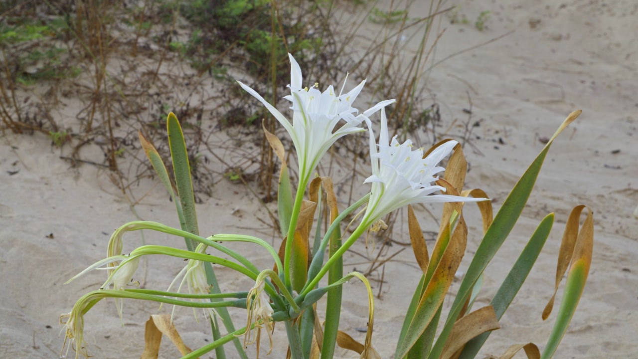 Pancratium maritimum, or sea daffodil, is a species of bulbous plant native to both sides of the Mediterranean region