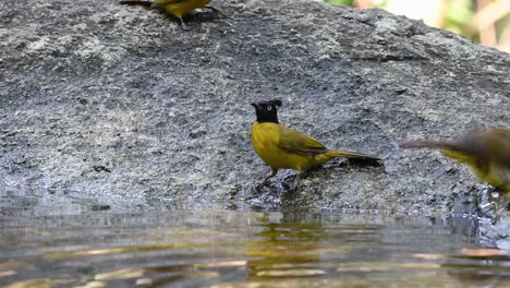 black-crested bulbul grooming after a bath in the forest during a hot day, pycnonotus flaviventris, in slow motion