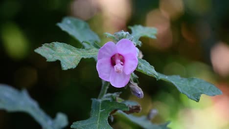 la belleza de la flor silvestre tropical de color púrpura