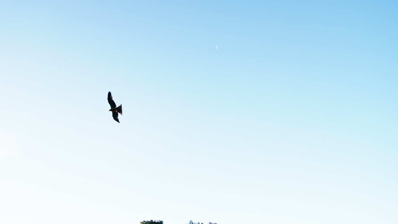 하늘 에서 날아다니는 독수리