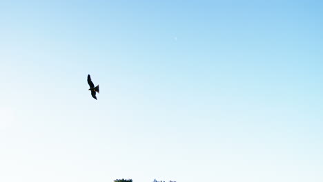 águila halcón volando en el cielo