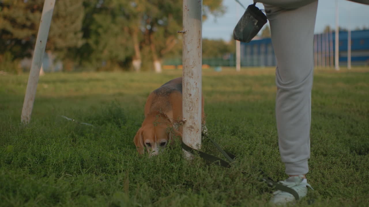 Sport dog tied to pole sniffing ground while owner in sportswear moves leg up and down during fitness workout on grassy field under sunny sky surrounded by nature showing active outdoor lifestyle