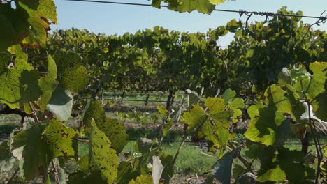 close up of the vine on a wire at the vineyard at monsaraz