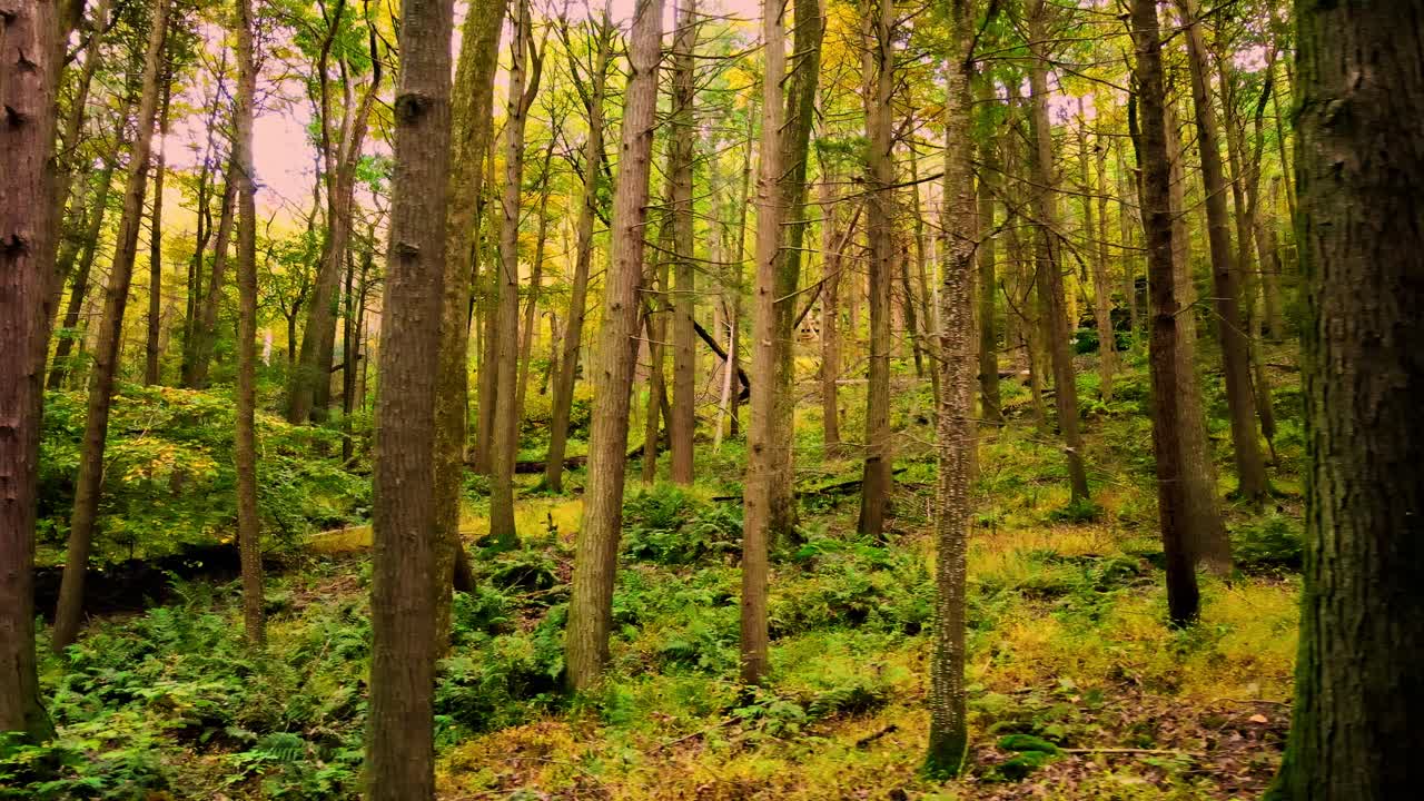 hermoso video de bosque otoñal suave en las montañas apalaches con árboles altos y luz dorada en un hermoso día