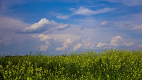 timelapse shot of beautiful cloud moving and transforming above a rapeseed field in full bloom