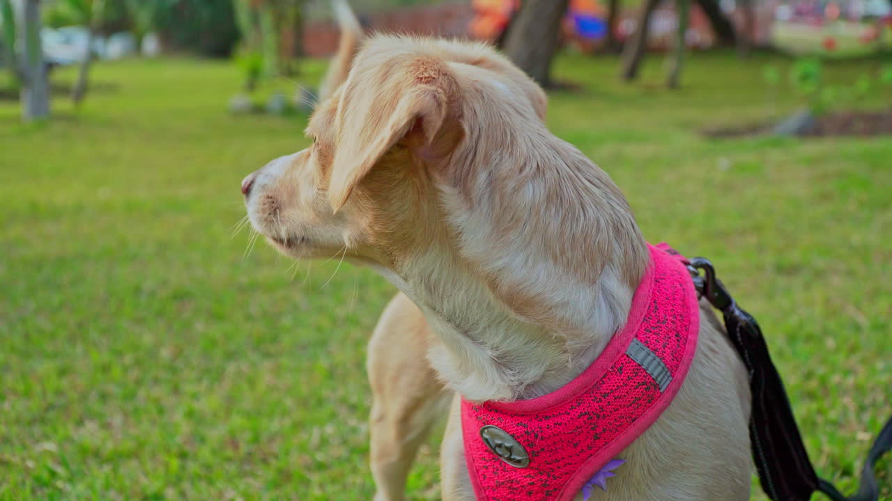 놀기 위해 놀이터를 둘러보며 흥분한 아기 래브라도 리트리버의 클로즈업 샷