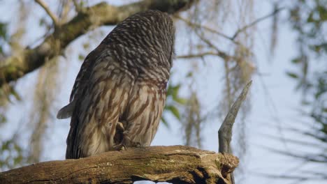 barred owl sitting on tree branch looking around with full adult plumage and beautiful light