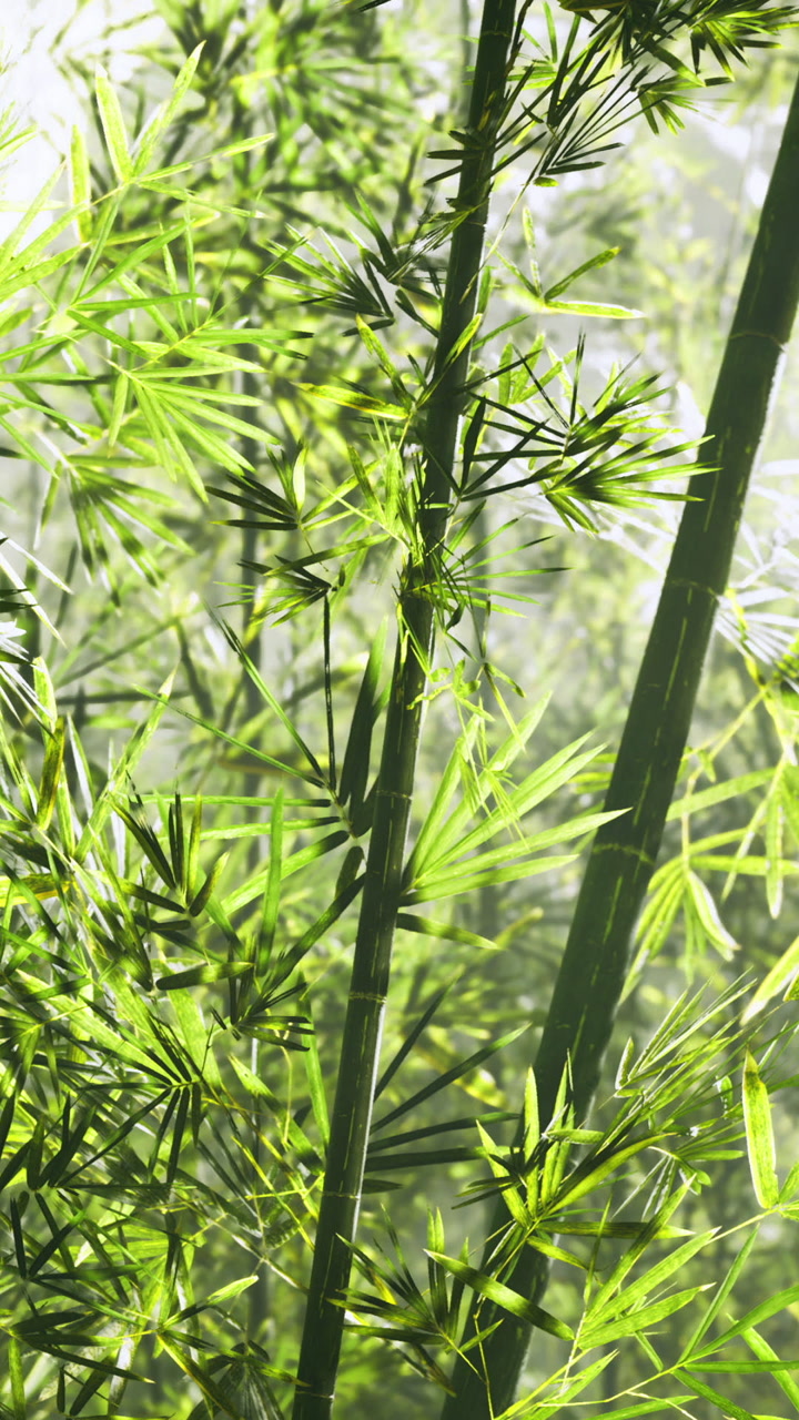 Bamboo plants grow tall in a sunny garden setting near a home