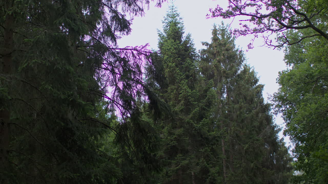 вид, глядящий вверх через ветви и листья деревьев в сельском лесу