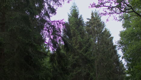 view looking up through branches and leaves of trees in countryside forest