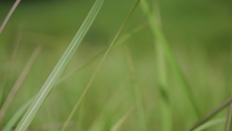 Ein-Mehrjähriges-Gras,-Das-Im-Tropischen-Und-Subtropischen-Asien-Beheimatet-Ist-Und-Auch-In-Mehrere-Länder-Eingeführt-Wurde