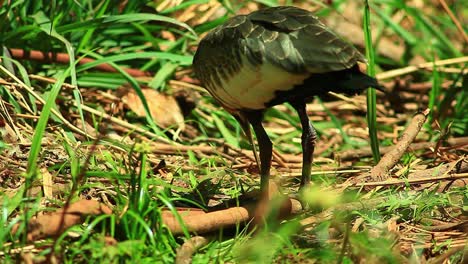 primer plano de un ibis de cuello largo comiendo un gusano en el suelo del bosque