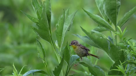 una garganta amarilla común volando por los arbustos verdes en una reserva natural