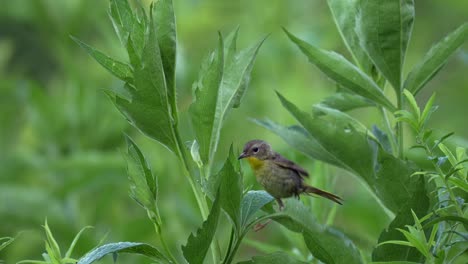 a common yellow throat flitting about in the green bushes in a nature preserve