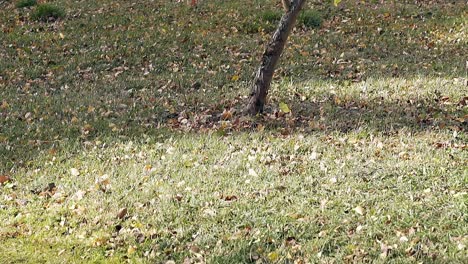 light breeze moves leaves across lawn with green grass