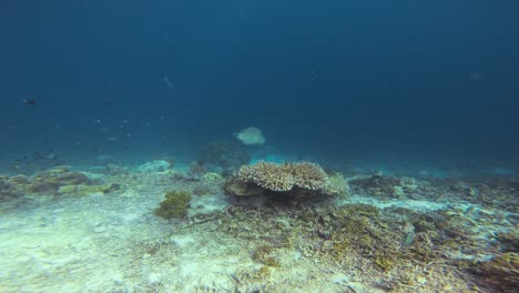 Underwater-footage-near-Kri-Island,-Raja-Ampat,-Indonesia