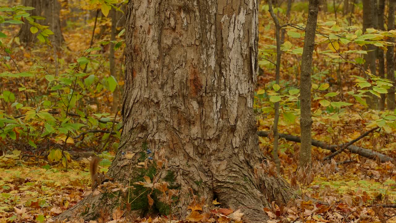 A squirrel runs up a tree in a forest, surrounded by yellow leaves