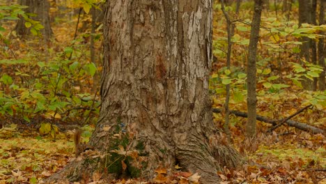 a squirrel runs up a tree in a forest, surrounded by yellow leaves