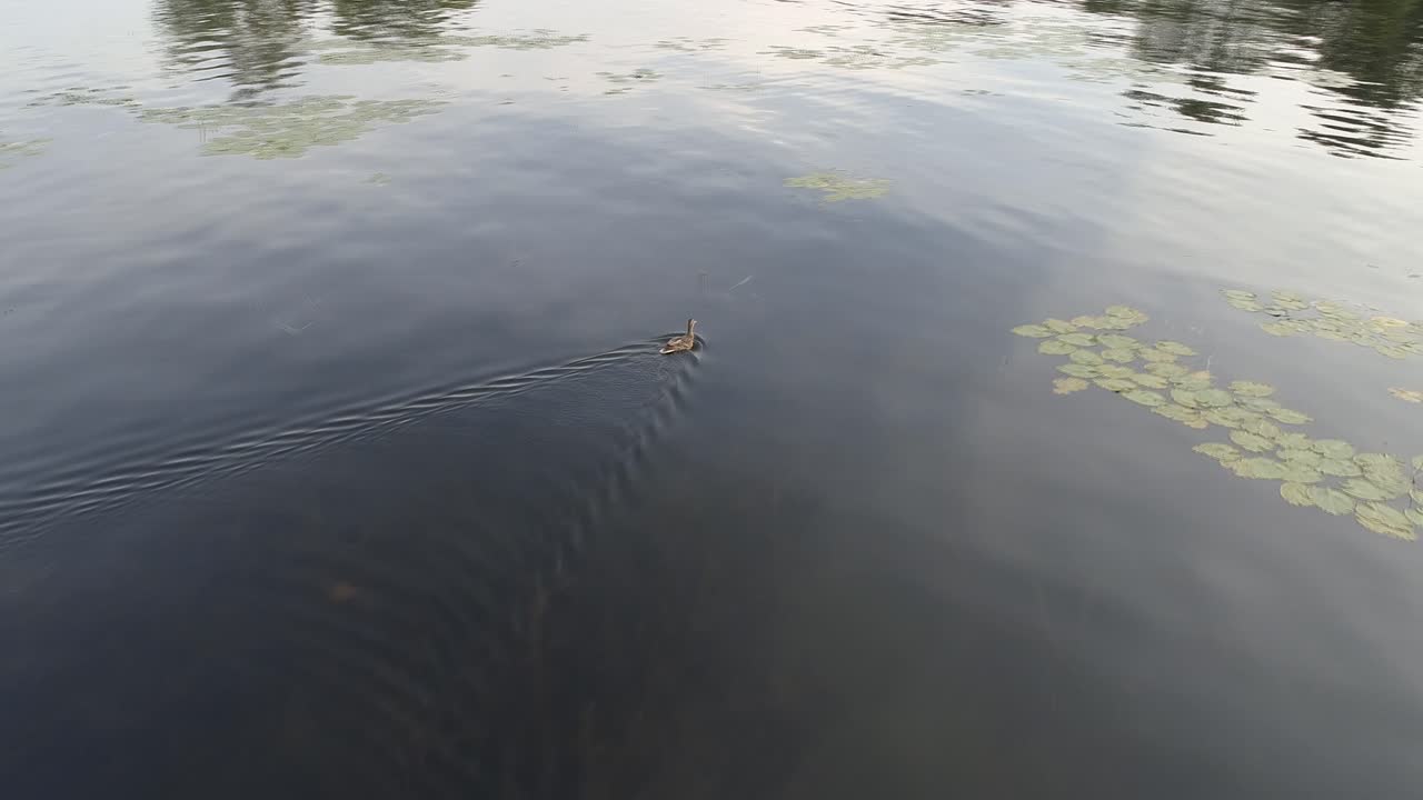 Captured via drone footage, a lonely ducking in search of food or family members....so...cute