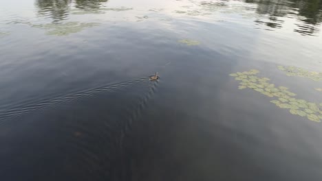 captured via drone footage, a lonely ducking in search of food or family members....so...cute