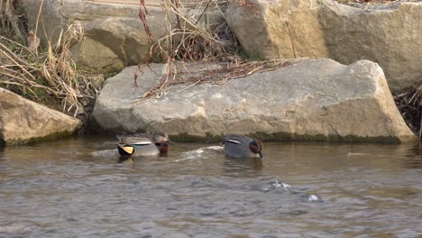 foraging mallard dabbling ducks on rocky lake with rippling water during daytime