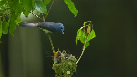 Die-Mutter-Des-Schwarznacken-Monarchvogels-Kam-Mit-Futter-Zu-Ihren-Drei-Kindern-Und-Ging-Dann,-Um-Den-Kot-Ihrer-Kinder-Wegzuwerfen