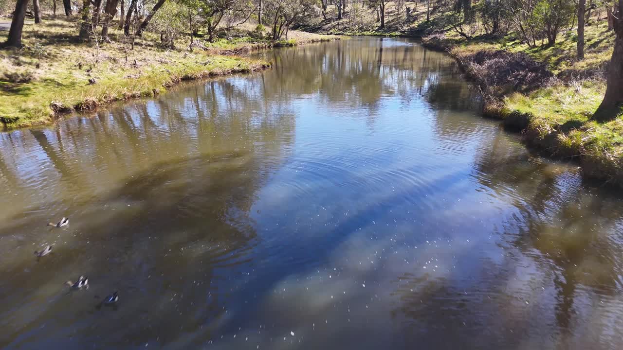 A small group of ducks swim and dive in a calm, sunlit stream surrounded by bushland, with gentle ripples and reflections under clear daylight