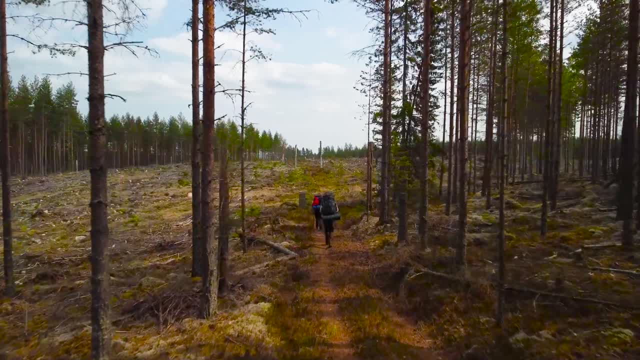 Aerial drone footage flying behind a couple of hikers or backpackers who are walking on a brown muddy countryside road in a pine forest deforestation area where the woods stop and grassy area starts.