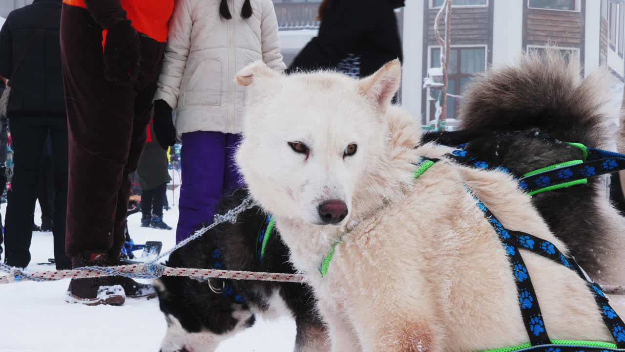 Dogs in a winter snow scene