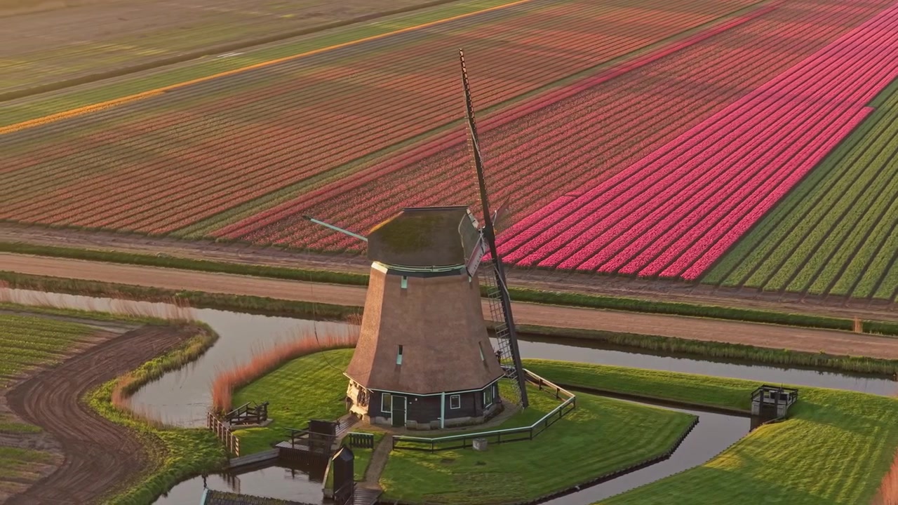 Mulino a vento olandese tra campi di tulipani colorati in Olanda