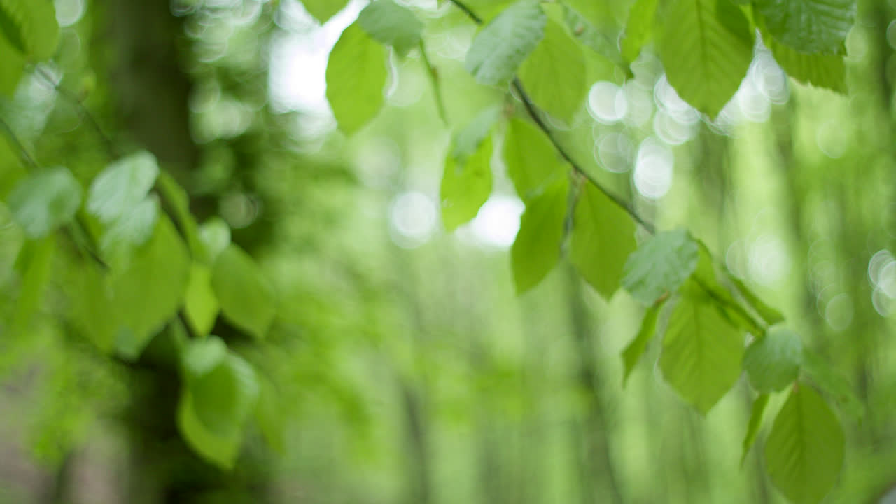 escena del bosque con persona