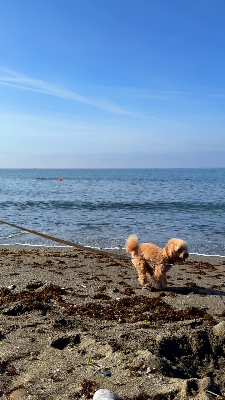 해변에서 놀고 있는 두 마리의 푸들