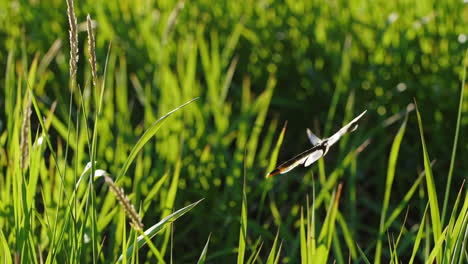 dragonfly in a grassy field