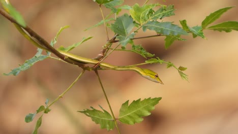 serpiente látigo de nariz larga en el árbol