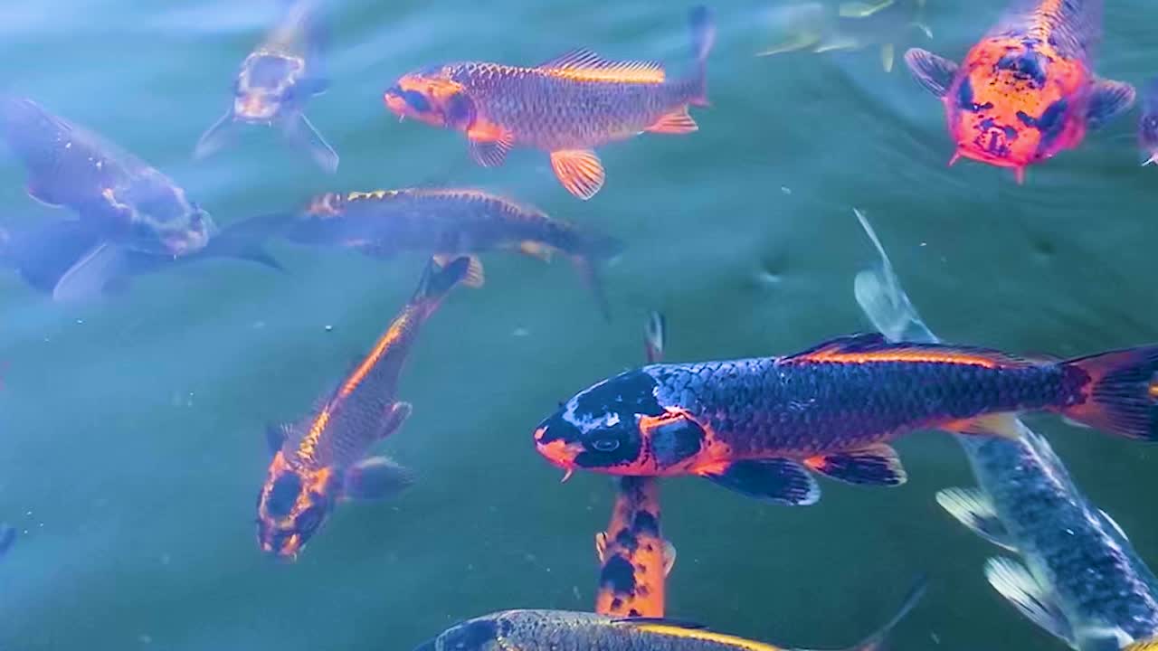 los peces koi o las carpas japonesas están nadando en un estanque de agua dulce con agua corriente