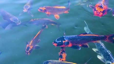 Koi-or-japan-Fancy-carps-fish-are-swimming-in-fresh-water-pond-with-flowing-water