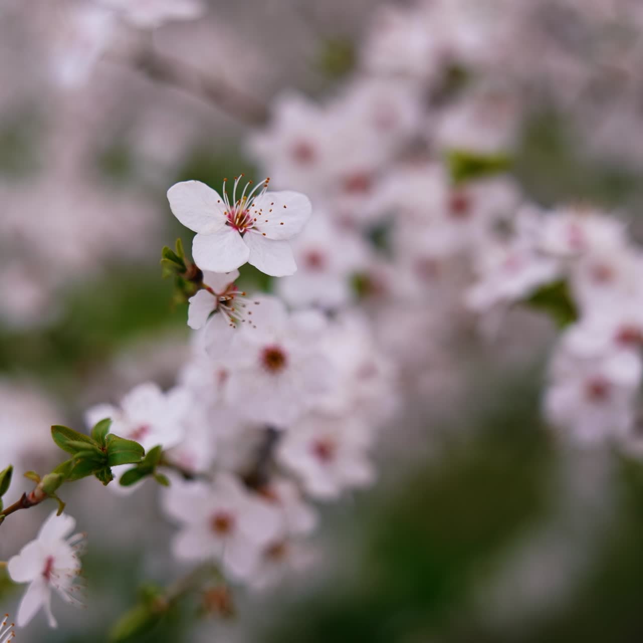 Blooming cherry branch. White flowers on a blossom tree on blur background. Beautiful spring bloom background. Close-up