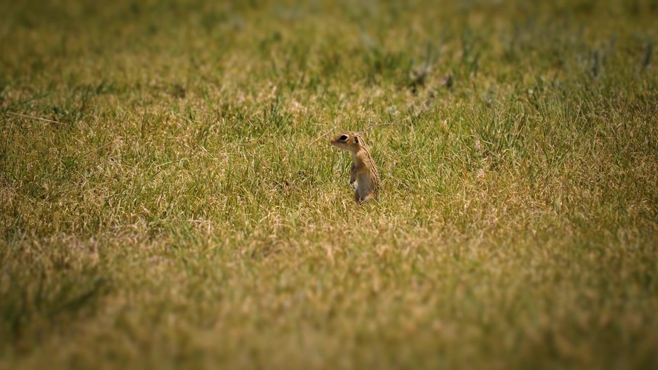 Ground Squirrel Standing Alert In Little Jerusalem Badlands State Park Kansas