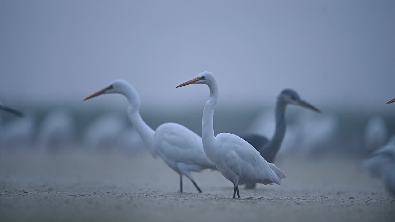 Great Egrets in fogy Morning