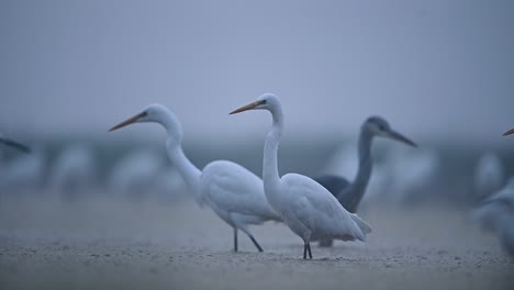 great egrets in fogy morning