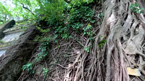 banyan trees intertwine with stone structures